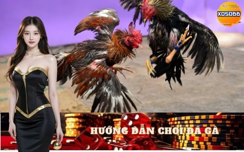Hướng Dẫn Chơi Đá Gà