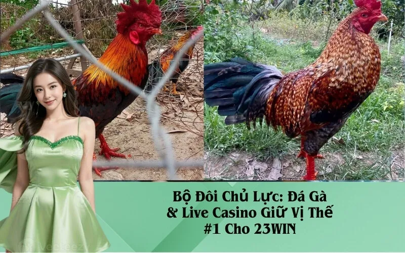 Bộ Đôi Chủ Lực: Đá Gà & Live Casino Giữ Vị Thế #1 Cho 23WIN