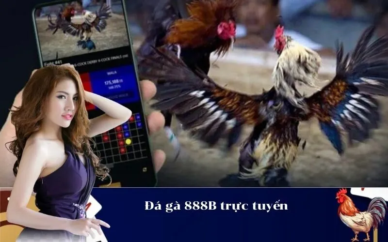 Đá gà 888B trực tuyến