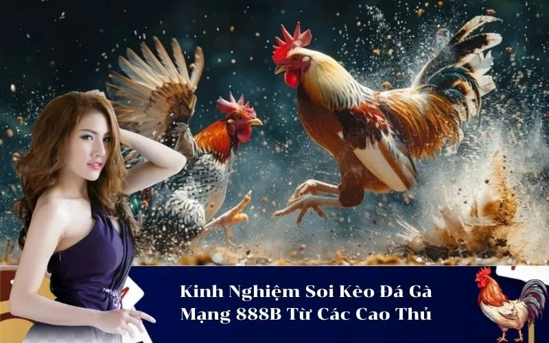 Kinh Nghiệm Soi Kèo Đá Gà Mạng 888B Từ Các Cao Thủ