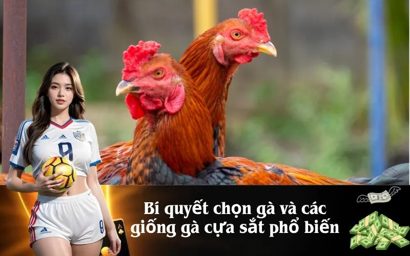 Bí quyết chọn gà và các giống gà cựa sắt phổ biến