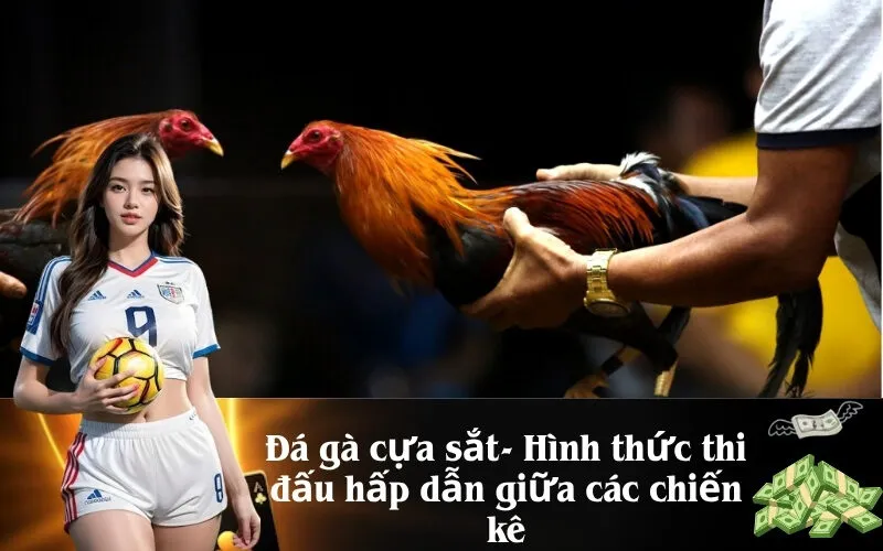 Đá gà cựa sắt- Hình thức thi đấu hấp dẫn giữa các chiến kê